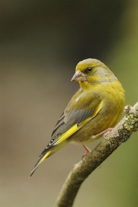 Greenfinch, Mallard Ducks, Wild Photography, British Garden, British Birds, British Wildlife, Garden Birds, Finches, All Birds