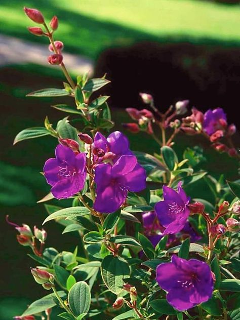 No matter where you live, you can enjoy a touch of the tropics with princess flower. Monrovia Plants, Broadleaf Evergreen, Princess Flower, Meteor Garden 2018, Magic Garden, Garden Route, Mediterranean Garden, Balloon Flowers, Herbaceous Perennials