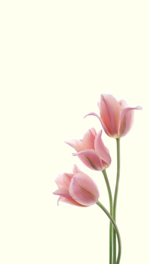 Three pink tulips wallpaper floral Tulips Lockscreen, Pink Tulips Wallpaper, Pink Tulips Wallpaper Aesthetic, Tulip Background, Tulip Wallpaper, Tulips Wallpaper, Grid Wallpaper, Wallpaper Floral, Phone Layout