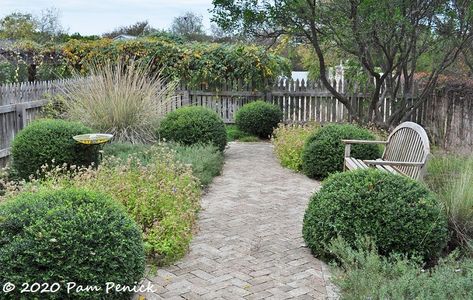 dwarf yaupon holly Native Texas Plants, Yaupon Holly, Residential Garden, Texas Plants, Circular Patio, Texas Native Plants, Brick Path, European Garden, Native Plant Gardening