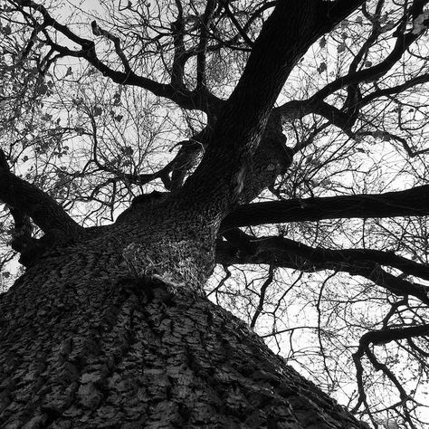 Tree from below | Flickr - Photo Sharing! Tree Perspective Drawing, Trees From Below, Tree Perspective, Trees Photos, Art Perspective, Worms Eye View, Daniel 3, A Level Textiles, Huntington Library