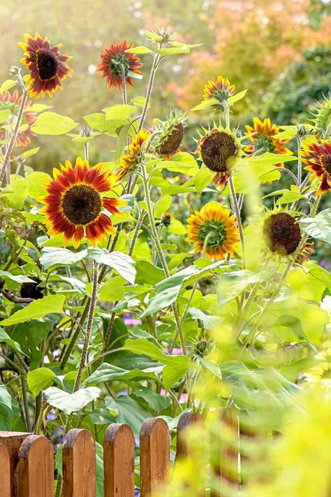 How to grow sunflowers from seed, in pots and indoors | Better Homes and Gardens How To Grow Sunflowers, Grow Sunflowers, Growing Sunflowers, Fast Growing Plants, Homes And Gardens, Better Homes And Gardens, Better Homes, How To Grow, To Grow