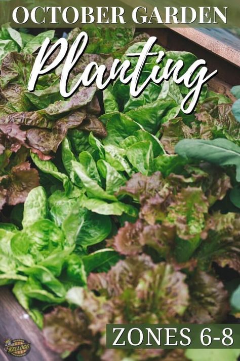 Not sure what you should be doing in the garden this month? Check out this October Gardens Checklist Zones 6-8 for a complete guide on what steps you can take to extend your garden season, harvest more veggies, keep your garden in great shape, and prep it for next year. #fallgardening #gardentips #gardeningbyzone #gardenadvice What To Plant In October In Zone 8, Fall Planting Guide, Zone 6 Plants, Planting Zones, Garden Checklist, Full Garden, Garden Prepping, Edible Gardening, Fall Gardening