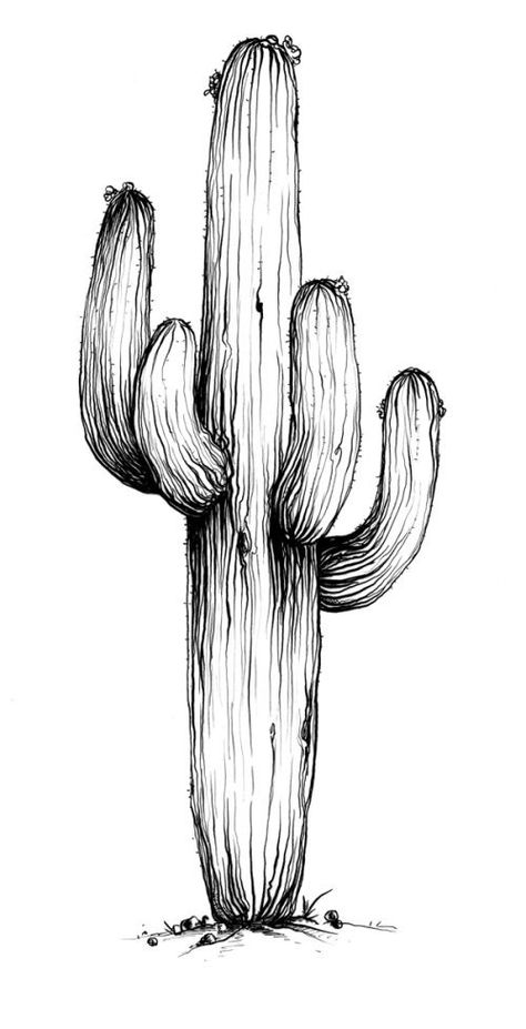 Saguaro Drawing, Saguaro Cactus Drawing, Cactus Sketch, Fineliner Art, Cactus Drawing, Pen Art Drawings, Tato Lengan, 흑백 그림, Desert Art