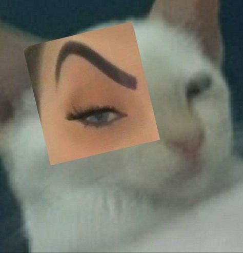 The Rock Eyebrow, One Eyebrow Raised, Wallpaper Gatos, Cozy Interior Design, Fun Wallpaper, Raised Eyebrow, Funny Reaction, Funny Reaction Pictures, Funny Cute Cats