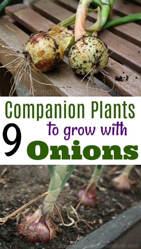 7 Companion Plants to Grow With Onions - One Hundred Dollars a Month Onion Companion Planting, Harvest Onions, Onion Garden, Growing Organic Tomatoes, Companion Gardening, Garden Companion Planting, Growing Onions, Tattoo Plant, Gardening Guide