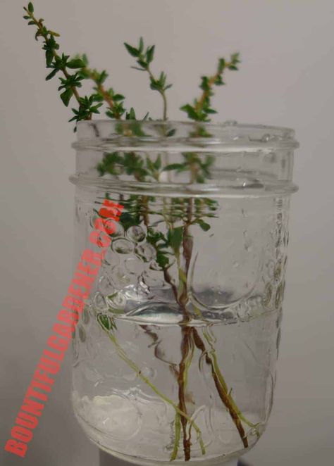 Growing Rosemary In Water, Propagate Thyme In Water, How To Root Rosemary Cuttings, Rooting Lavender In Water, How To Transfer Plant From Water To Soil, Grow Thyme, Growing Thyme, Plants Grown In Water, Thyme Plant