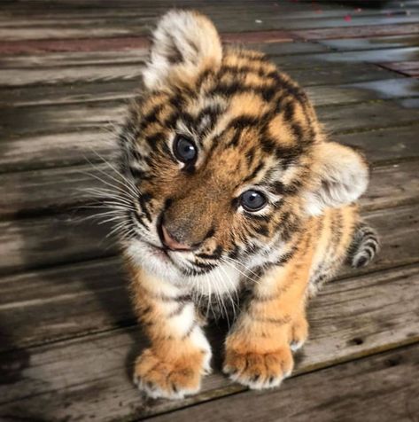 Baby Tigers, Tiger Cubs, Cutee Animals, Cele Mai Drăguțe Animale, Psy I Szczenięta, Baby Tiger, Baby Animals Pictures, Tiger Cub