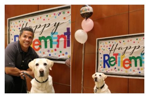 Canine employee at a Florida airport has been given the retirement party of a lifetime after years of hard work and faithful service. Retirement Parties, Service Dogs, Pet Parent, Animals Of The World, Labrador Retriever, Dog Cat, Dogs