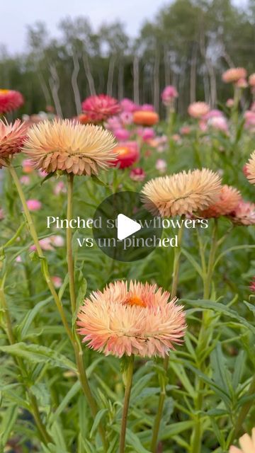 Sylvie  { farmer ⋆ florist ｝ on Instagram: "Ever wondered the difference between pinching strawflower vs not?  I tried both this season & here are my thoughts!  Un-pinched strawflowers grow a small cluster of flowers, perfect t if you want to add an edge to bouquets.  Pinched strawflower are more likely to have a single bloom on a stem. The odd stem grows a main flower with tiny buds on the side. They’re a more softer subtle look in bouquets. Stems also vary in length, some are nice and tall but other lack.  Would I pinch again? I would likely do the same as this season and pinch some but not others! I found it helps stagger the blooming times as well which is perfect.   Do you pinch your strawflowers at all?             #flowerfarm #cutflowerfarm #farmerflorist #florals #floraldesign #und Strawflower Bouquet, Farmer Florist, Cut Flower Farm, Garden Tips, Flower Farm, My Thoughts, Something Beautiful, Cottage Garden, Gardening Tips