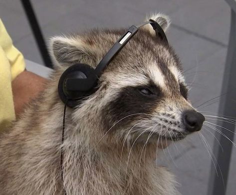 Raccoon Pics, Silly Raccoon, Playlist Pics, Barty Crouch, Barty Crouch Jr, Pet Raccoon, Image Chat, Cute Raccoon, Raccoon Funny