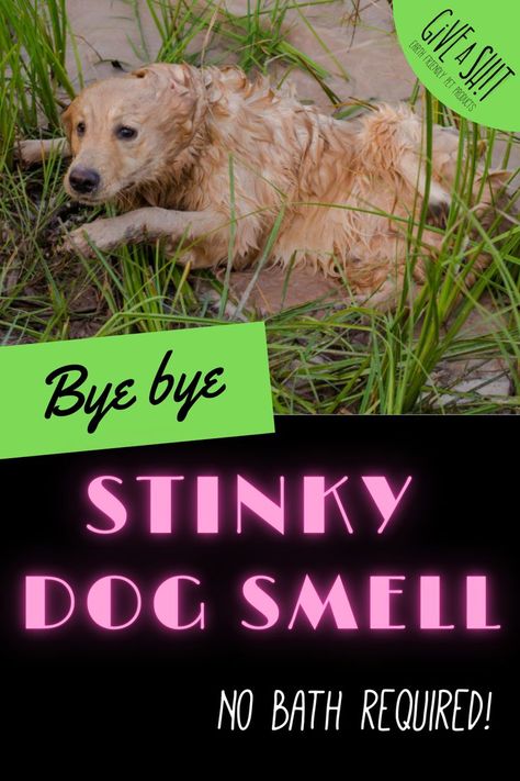 Dog Smells Bad, How To Make Your Dog Smell Good, Dog Smell Out Of Blankets, House Smells Like Dog, Dog Bathing Tips, Smelly Dog, Stinky Dog, Dog Spray, Dog Remedies