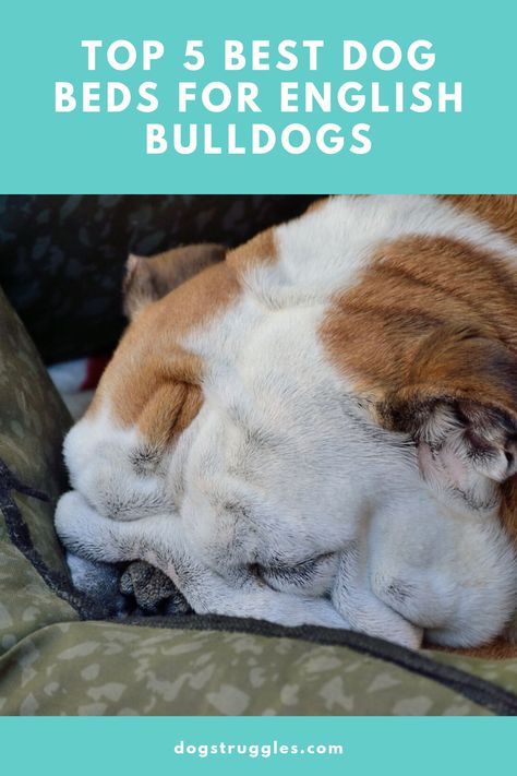 The English Bulldog, also known as the British Bulldog is popular the world over, and there’s little doubt as to why.  As described by the Kennel Club, the breed standard means that they should possess a dignified demeanor, with a kind and resolute disposition.  #pets #dog #dogs #puppies #pup #bulldog #english #breed #purebred #bed #comfortable #durable #soft Most Comfortable Bed, Best Dog Beds, British Bulldog, Cool Dog Beds, Comfortable Bed, English Bulldogs, Dog Beds, Dogs Puppies, English Bulldog