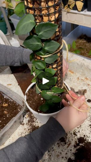 195K views · 1.6K reactions | Shingle plant (Rhaphidophora hayi) grows and looks best with a porous support on which to ascend. Here I’m using cedar chip and cedar mulch as a support pole. #plantcare #plantsmakepeoplehappy | Foraging Fosters | Maile · I Got You (Instrumental) Rhaphidophora Hayi, Shingle Plant, Cedar Mulch, Cedar Chips, Mulch, I Got You, Plant Care, The Fosters, Chips