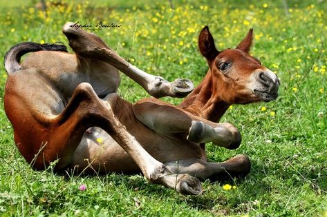 Horse Anatomy, Horse Inspiration, Easy To Draw, Animal Study, Most Beautiful Horses, Baby Horses, Cat Pose, All The Pretty Horses, Animal Bones