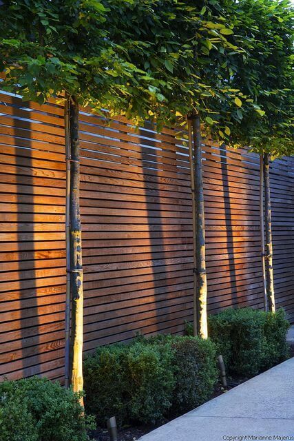 A modern stained wood fence with greenery and trees plus lights are a stylish modern combo for any backyard or garden Vertical Wood Fence Design, Vertical Wood Fence, Driveway Fencing, Stained Wood Fence, Staining Wood Fence, Fence Landscaping Ideas, Tall Raised Garden Beds, Slat Fence, Slatted Fence