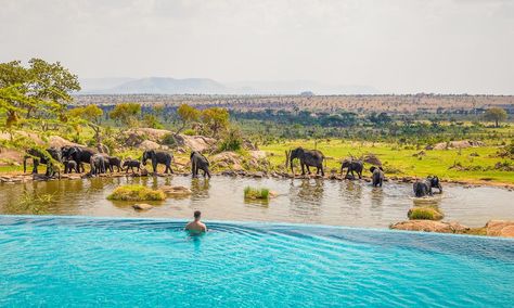 Swim in front of elephants. African Safari Lodge, Serengeti Tanzania, Luxury Safari Lodge, Safari Vacation, Kenya Safari, Tanzania Safari, Serengeti National Park, Luxury Safari, Safari Lodge