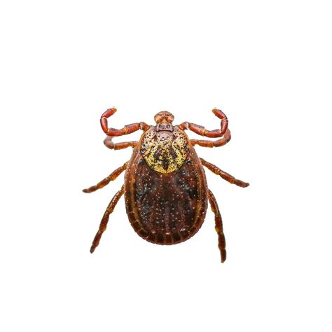 Dog Skin Problems Pictures, Wood Tick, Tick Insect, Types Of Ticks, Dog Skin Problem, Deer Ticks, Tick Bite, Dog Skin, Skin Problems