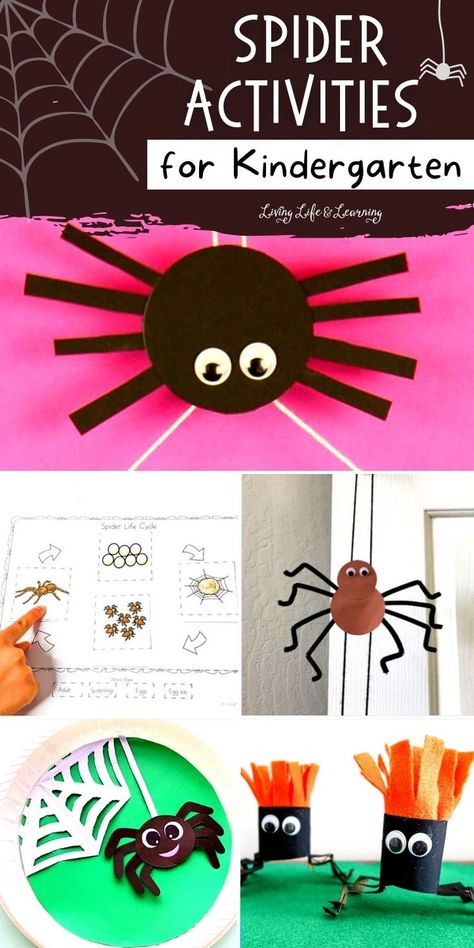 Spider Activities for Kindergarten Spider Kindergarten Activities, Spiders Kindergarten Activities, Spider Activity Kindergarten, Spiders Kindergarten, Spider Curriculum Preschool, Spider Life Cycle, Spiders First Grade Activities, Spider Inquiry Kindergarten, Spiders Preschool