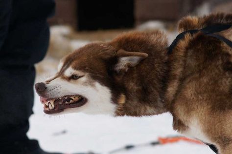 Roadkill Animals, Snarling Dog, Vicious Dog, Mofu Sand, Dog Mouth, Canine Teeth, Angry Animals, Canine Drawing, Angry Dog