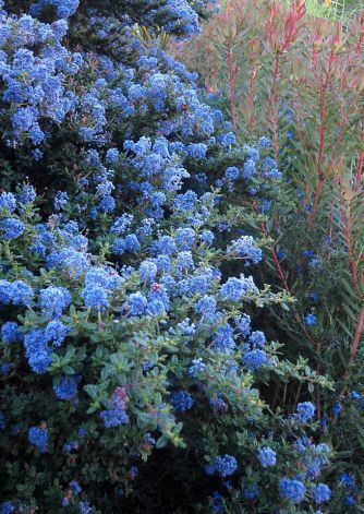 Varieties of Ceanothus, or California lilac, range from small trees to groundcovers. It needs no irrigation once established and resists gopher damage. Photo: Pam Peirce Algerian Ivy, California Lilac, Sun Loving Plants, California Native Plants, Ivy Plants, Survival Gardening, Smart Garden, Magic Garden, Smitten Kitchen