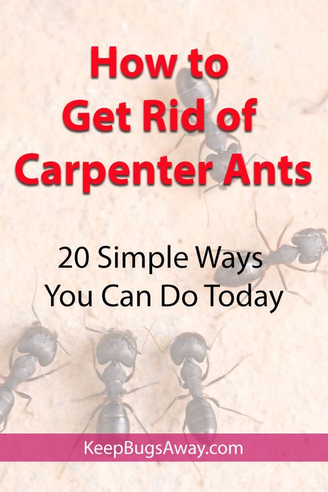 How To Get Rid Of Carpenter Ants, Carpenter Ants How To Get Rid Of, Natural Wasp Repellent, Get Rid Of Carpenter Ants, Kill Carpenter Ants, Homemade Ant Killer, Wasp Repellent, Diy Bug Repellent, Carpenter Ants