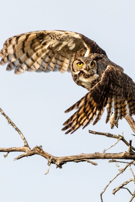 owl Big Birds Flying, Great Horned Owl Flying, Horned Owl Flying, Bird Meaning, Western Screech Owl, Owl Flying, Flying Owl, Eurasian Eagle Owl, Eastern Screech Owl