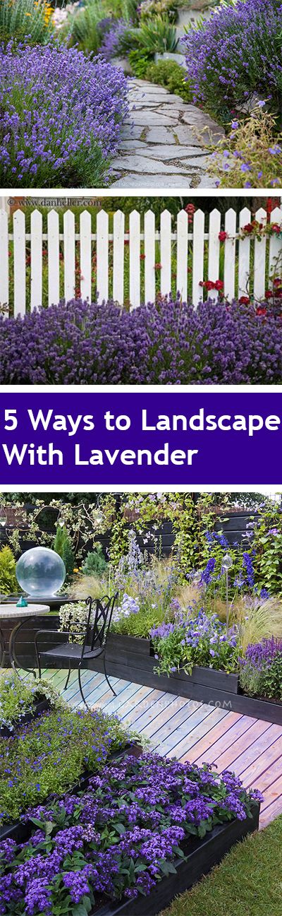 Ways to landscape with lavender. Lavander Ideas Garden, Lavender Landscaping Ideas, Lavender Landscaping, Landscape Hacks, Landscape Lavender, Lavender Growing, California Gardening, Low Maintenance Landscaping Front Yard, Grow Lavender