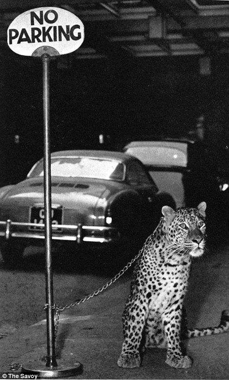 The first wild animal to be brought to a party at The Savoy was Billy Butlin’s pet leopard who came for a cocktail party to celebrate Smart’s Circus Old Glamour, Fred Astaire Dancing, Savoy Hotel, Drawing Tutorial Face, Bow Wallpaper, Royalty Aesthetic, Tapeta Galaxie, Foto Art, Art Collage Wall