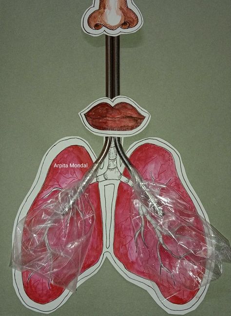 Lung Project Ideas, Lung Model Projects, Evs Project, Lung Model, Human Body Science Projects, Human Body Science, Computer Projects, Science Projects For Kids, Heart And Lungs