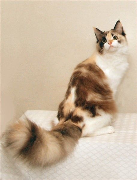 Natural mink and white tortie RagaMuffin Ragamuffin Cat, Warrior Cat Oc, Warrior Cats Art, Gorgeous Cats, Silly Cats Pictures, Cat Pose, Most Beautiful Cat Breeds, Pretty Animals, Unique Cats