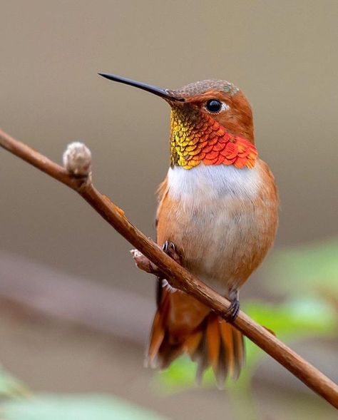 Birds Place в Instagram: «Beautiful Rufous Hummingbird male 😁 Photo by : @wmckenziephotography» Rufous Hummingbird, Hummingbirds Photography, Hummingbird Photos, Hummingbird Pictures, Hummingbird Art, Exotic Birds, Pretty Birds, Bird Photo, Colorful Birds