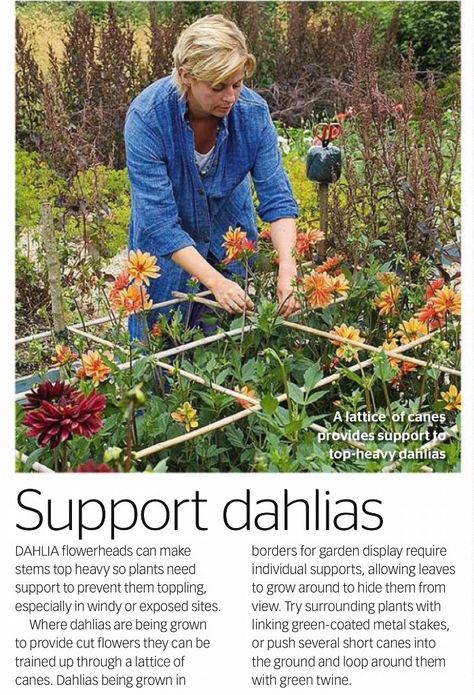 Dahlia supports Dahlia Trellis, Dahlia Planter Ideas, Supporting Dahlias, Dahlia Garden Landscaping, Dahlia Support Ideas, Dahlia Support, Dahlia Garden Ideas, Dahlia Growing, Dahlia Flower Garden