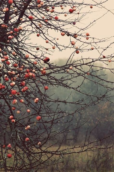 Nine Favorite Things | halfbakedharvest.com Tree Aesthetic, Fall Apples, Foto Tips, Autumn Beauty, Winter Trees, Jolie Photo, Apple Tree, Autumn Aesthetic, Autumn Trees