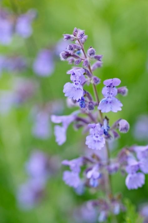 Nepeta Racemosa, Catmint Nepeta, Poppy Anemone, Garden Design Software, Anemone Coronaria, Shaded Garden, Flowering Perennials, Plants Outdoor, Garden Makeover