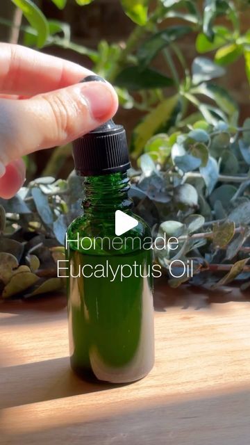 Claire | Sustainable Beauty on Instagram: "HOMEMADE EUCALYPTUS OIL 🌿

COMMENT “oil” and I’ll send you a list of carrier oil benefits to help you choose the best one for your needs!

Eucalyptus oil has that fresh-from-the-spa aroma and tons of health benefits for the body. Here’s a cost-effective way to enjoy its benefits. This DIY method ensures you’re using a pure, chemical-free product tailored to your needs. Have fun! 

Ingredients↓
-1 cup dried eucalyptus leaves
-1 cup oil of choice 

Directions↓
-mix dried eucalyptus leaves with carrier oil in a bowl or container.
-transfer the mixture to a slow cooker and heat on low for about six hours.
-allow the mixture to cool down, strain, and enjoy!

Remember this is never to be ingested, but rub it anywhere on the body and relish in the magic Diy Eucalyptus Oil, Dry Eucalyptus, Carrier Oil Benefits, Sustainable Beauty, Dried Eucalyptus, Carrier Oil, Eucalyptus Oil, Diy Essential Oils, Oil Benefits