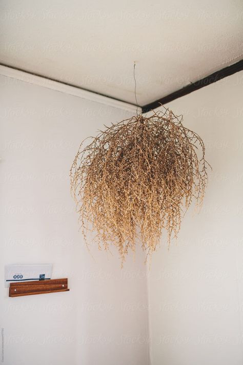 Tumbleweed Decor Ideas, Tumbleweed Decor, Dry Tree, Christmas Stage, Living Space Decor, Flax Flowers, Trap House, Floral Chandelier, Dry Plants