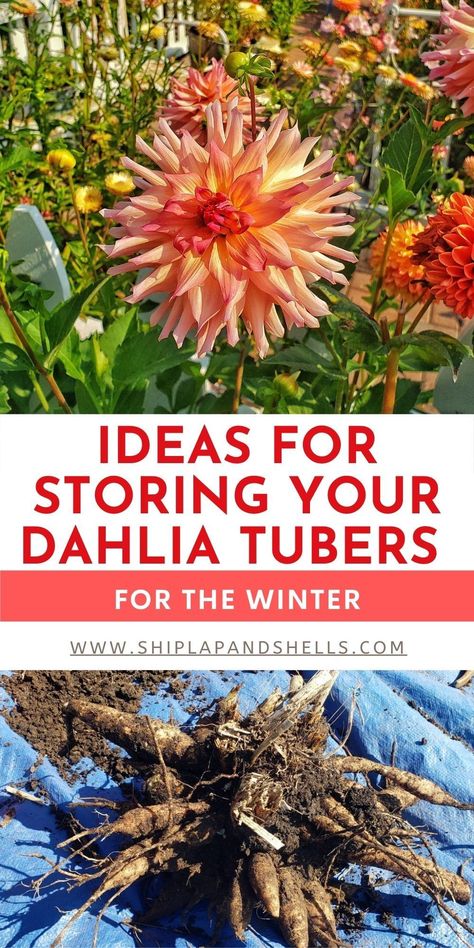 Dahlia Tubers Winter, How To Over Winter Dahlias, How To Store Dahlias For Winter, Storing Dahlia Tubers, Storing Dahlias For Winter, Dahlia Bulbs Storing, Dahlia Garden Ideas, Dahlia Tips, Nantucket Garden