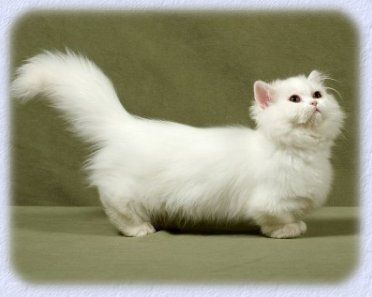 Napoleon Dwarf Cat - cross between the Persian Cat and the Munchkin cat #MunchkinCat Napoleon Cat, Short Legged Cats, Gato Munchkin, Munchkin Kitten, Munchkin Cat, Cat Sketch, White Cats, Persian Cat, Domestic Cat