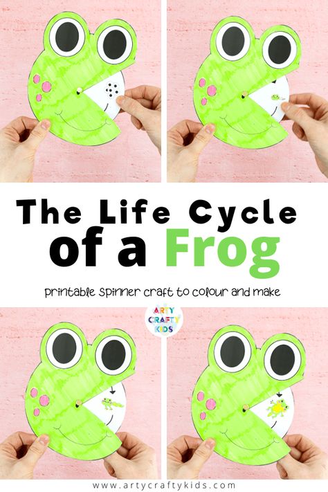 Frog Life Cycle Craft, Spinner Craft, Frogs Preschool, Frog Printable, Butterfly Life Cycle Craft, Life Cycle Of A Frog, Frog Craft, Frog Activities, Frog Life Cycle