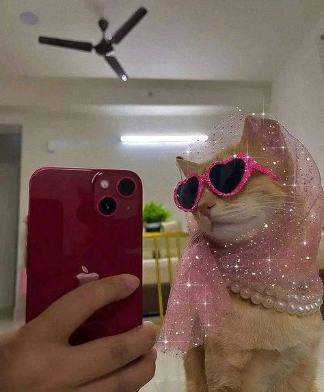 Sassy Cat, Phone Covers Diy, Cute Small Animals, Cat Sunglasses, Cat Scarf, Shotting Photo, Potter Art, Cute Flower Wallpapers, Happy Pills