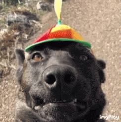 Propeller Hat, Animated Gif, Gif, Thank You