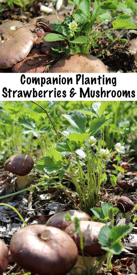 Companion Planting Strawberries, Mushroom Gardening, Gaia's Garden, Planting Strawberries, Strawberry Companion Plants, Growing Mushrooms At Home, Mushrooms Growing, Growing Raspberries, Garden Companion Planting