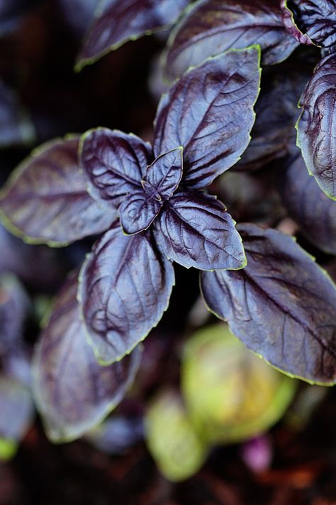 Purple Basil, Medicine Garden, Goth Garden, Purple Plants, Gothic Garden, Variegated Plants, Black Garden, Dark Flowers, Garden Oasis