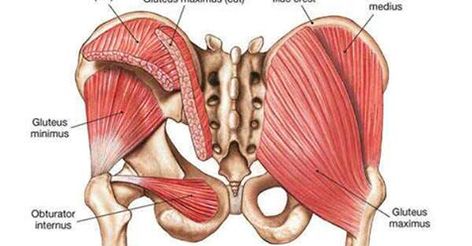 Greater Trochanteric Pain Syndrome, Glute Strengthening, Greater Trochanter, Gluteal Muscles, Hip Problems, Pelvic Tilt, Glute Activation, Gluteus Medius, Trigger Point Therapy