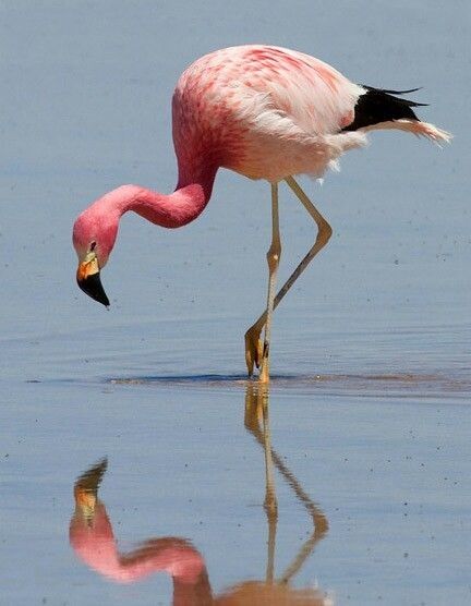 Flamenco Andino Flamingo Pictures, Jungle Mural, Flamingo Wallpaper, Welding Art Projects, Flamingo Bird, Pink Bird, Color Studies, Circle Of Life, Jolie Photo