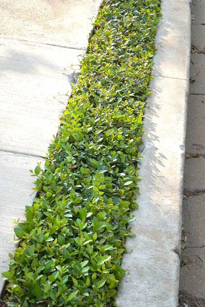 Asian jasmine must be trimmed, but it makes a cheerful low cover between pieces of concrete. Asian Jasmine Groundcover, Jasmine Ground Cover, Asian Jasmine, Hedges Landscaping, Landscape Ideas Front Yard Curb Appeal, Landscape Plants, Front Yard Garden Design, Throwing Shade, Small Shrubs