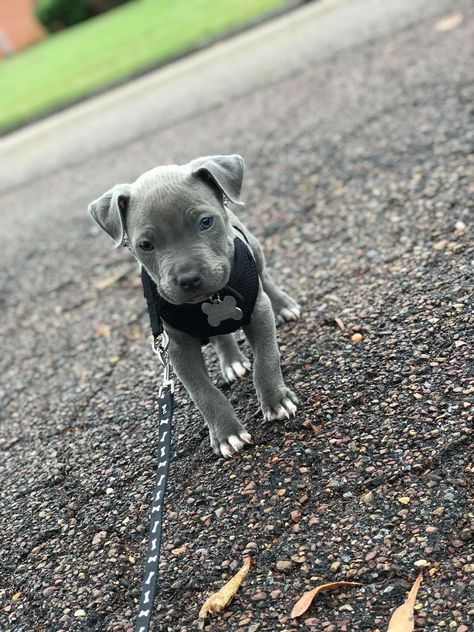 Grey Pitbull Puppies, American Stafford, Big Dogs Breeds, Biggest Dog In The World, Funny Dog Signs, Biggest Dog, Cute Fluffy Dogs, Cute Small Dogs, Puppy Mom