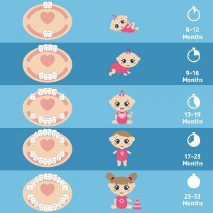 Baby Teething Chart, Baby Tooth Chart, Teething Hacks, Teething Chart, Baby Remedies, Tooth Chart, Baby Sleep Schedule, Sleep Training Baby, Budget Planer