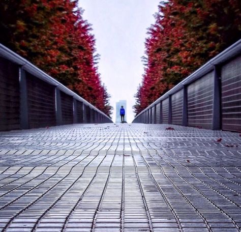 Karay hill, this is leading lines because there is a pathway leading your eyes to the fall leaves and trees Lead Lines Photography, Leading Lines Photography, Framing Photos, Darkroom Photography, Composition Rules, Guy Standing, Deep Depth Of Field, Monochromatic Photography, Street Photography Tips